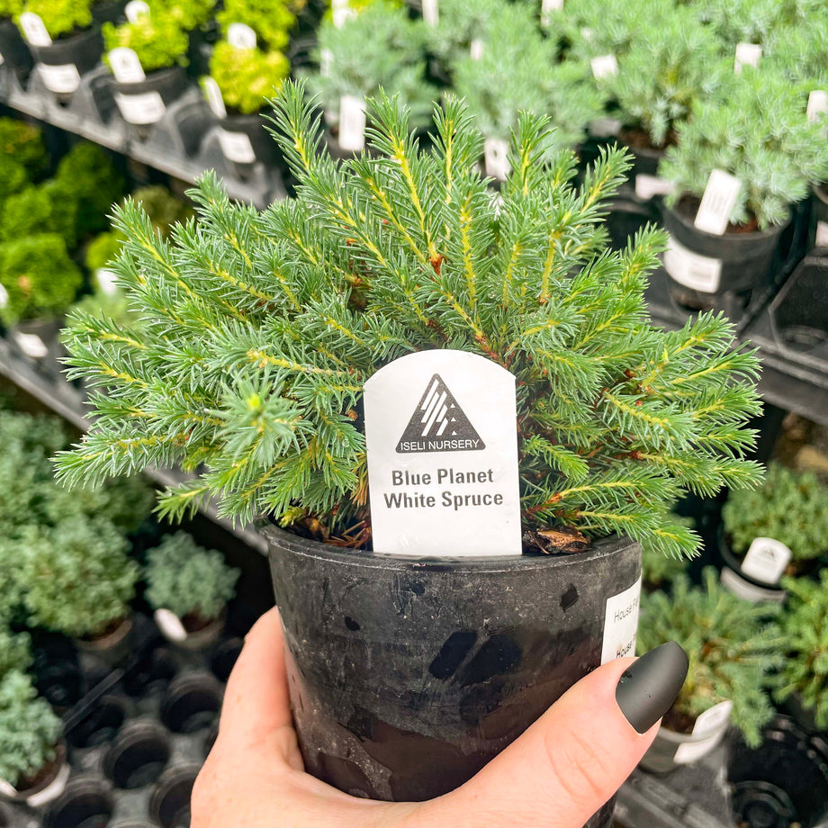white spruce bonsai tree Blue Planet White Spruce- Live Bonsai Starter, 4” Grower's Pot – Magic Valley Gardens