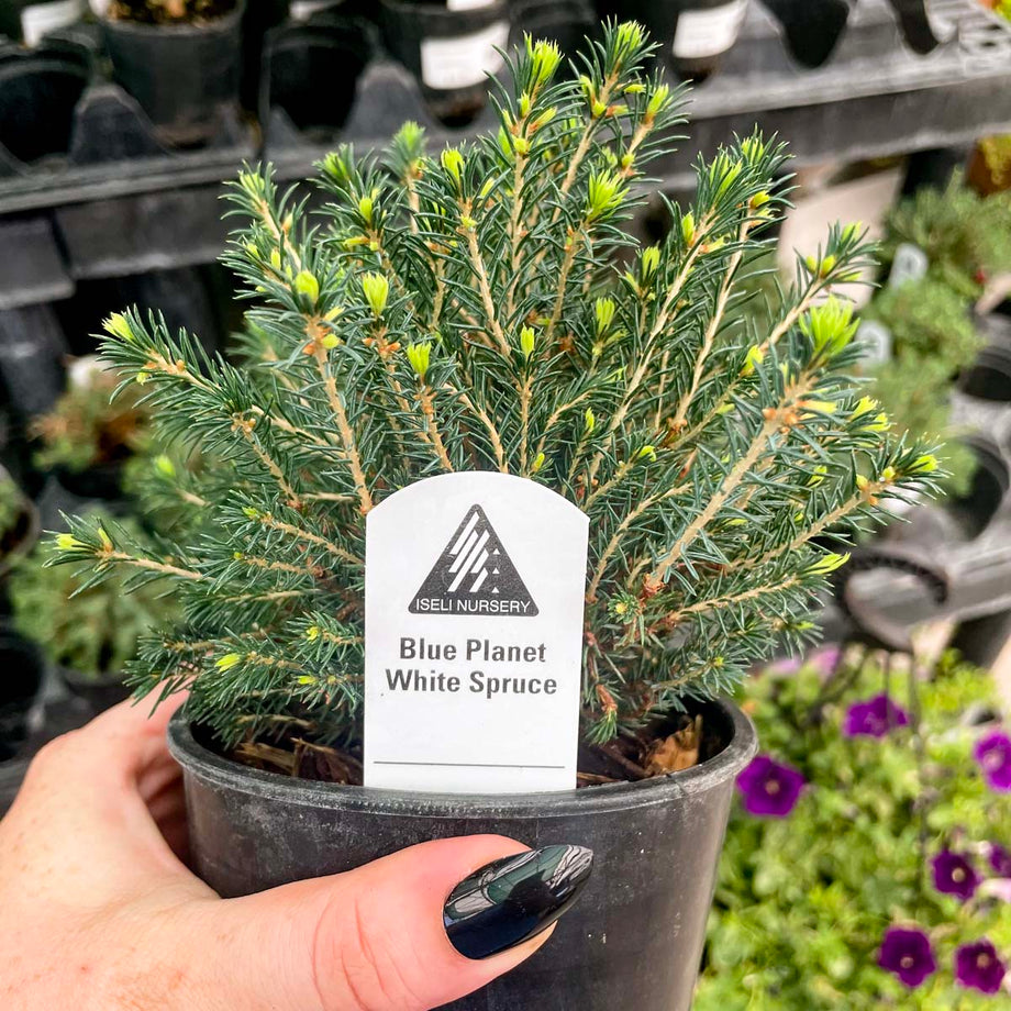 spruce bonsai tree care Blue Planet White Spruce- Live Bonsai Starter, 4” Grower's Pot – Magic  Valley Gardens