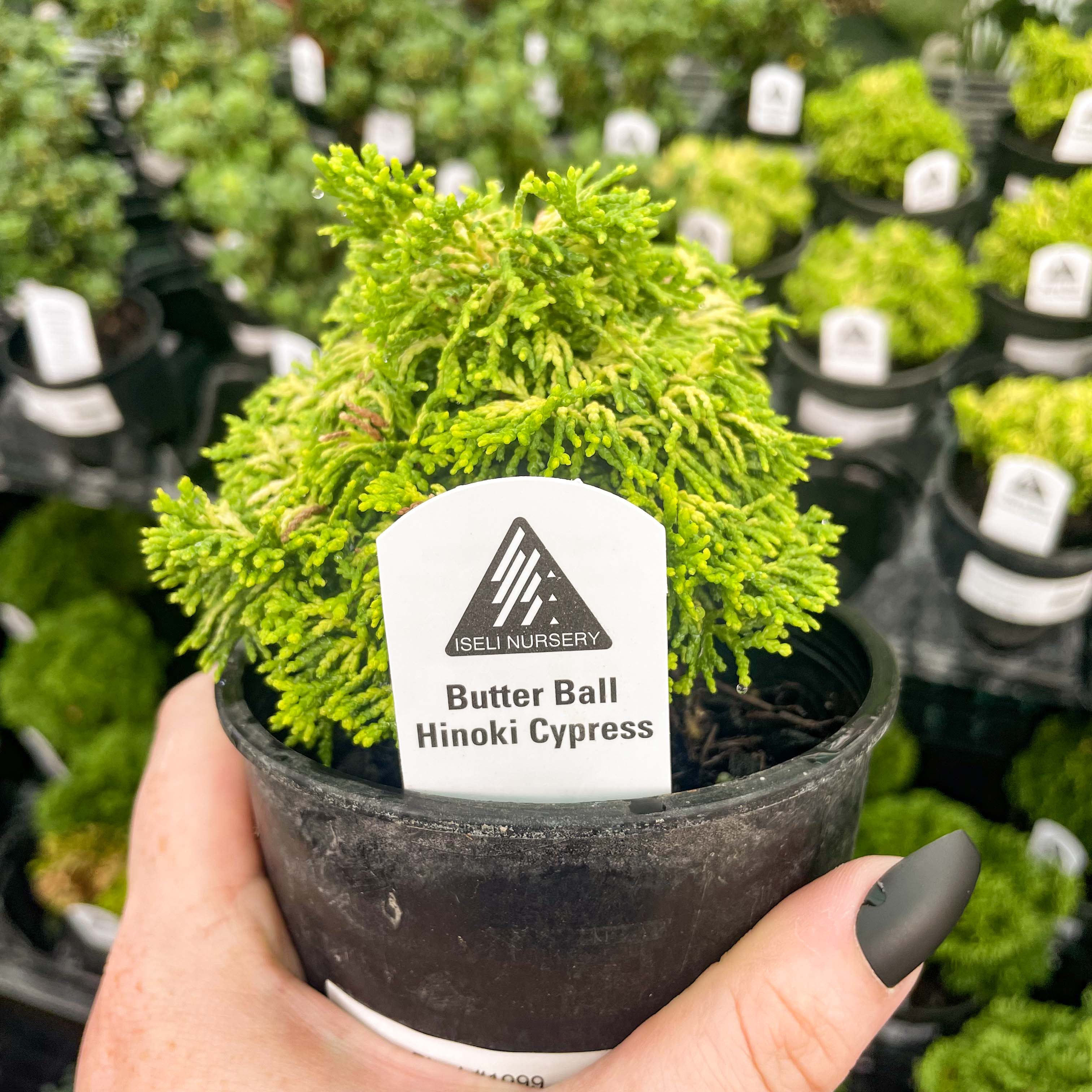 hinoki cypress bonsai tree Butter Ball Hinoki Cypress