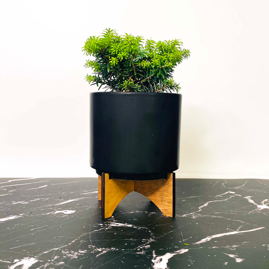 Cis Korean Fir - Live Bonsai Starter, 4 Grower's Pot  Magic Valley Gardens