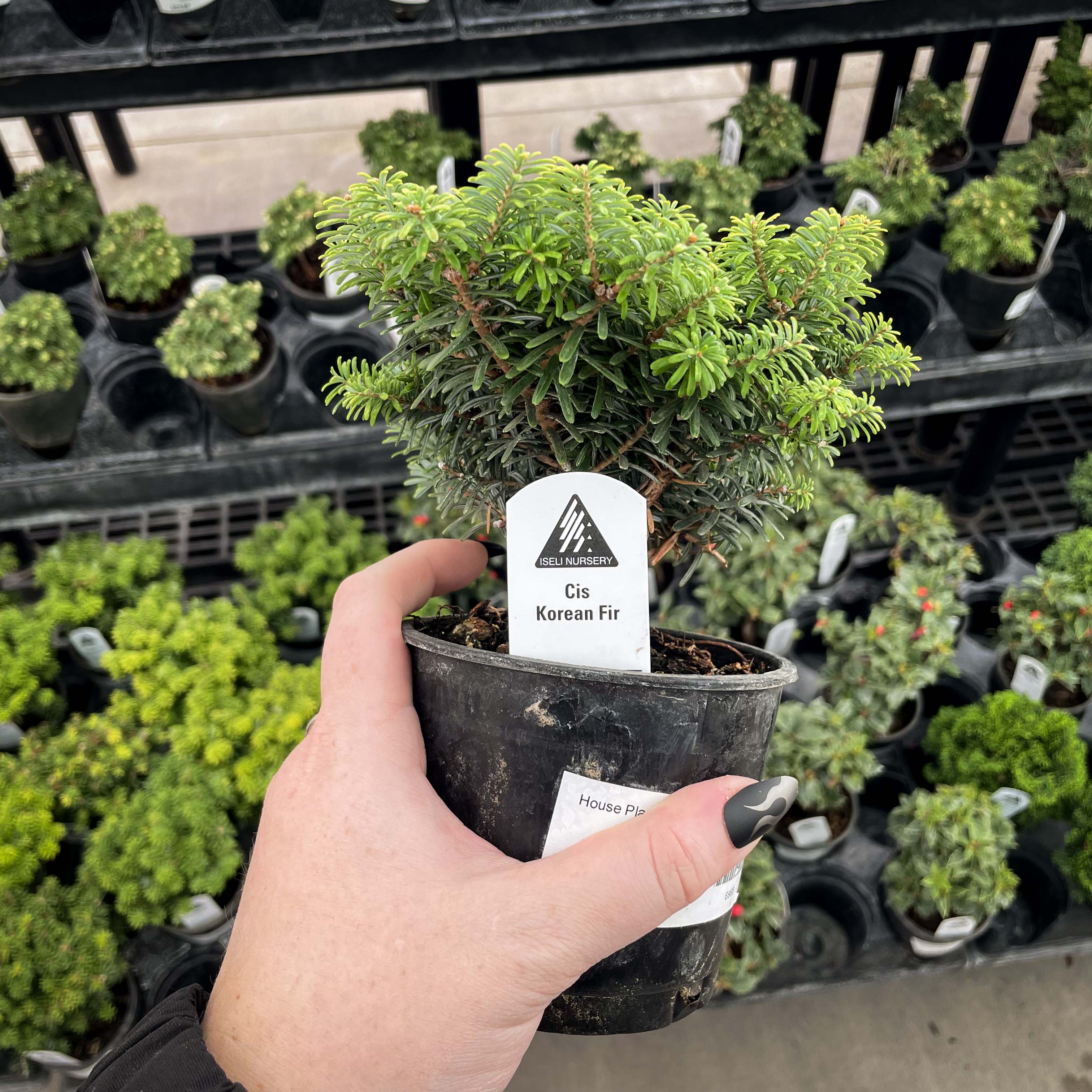 fir bonsai tree Cis Korean Fir