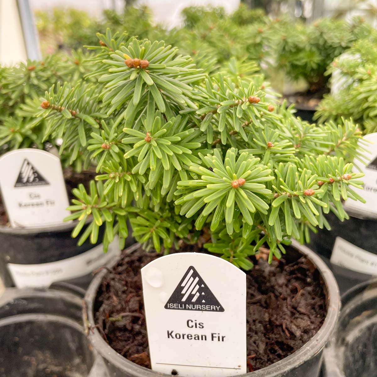 bonsai fir tree Cis Korean Fir
