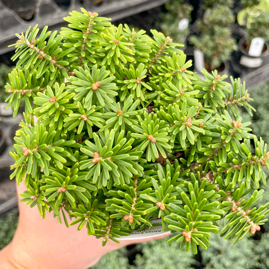 Cis Korean Fir