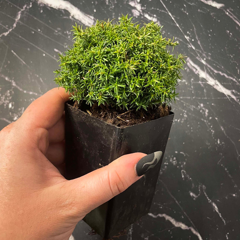 Bonsai.