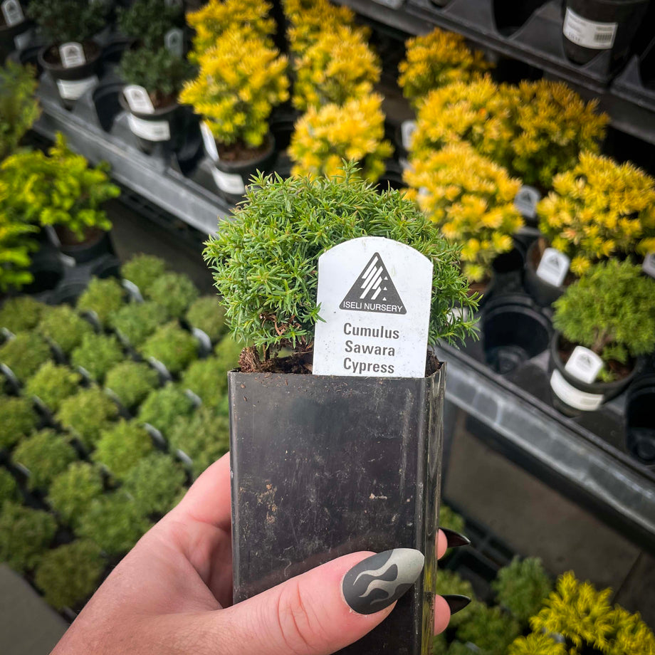 Bonsai.