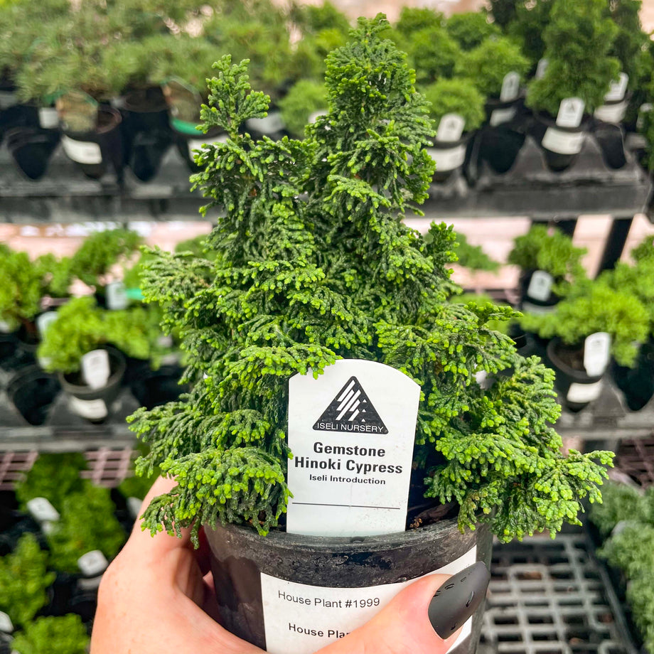 hinoki cypress tree bonsai Gemstone Hinoki Cypress