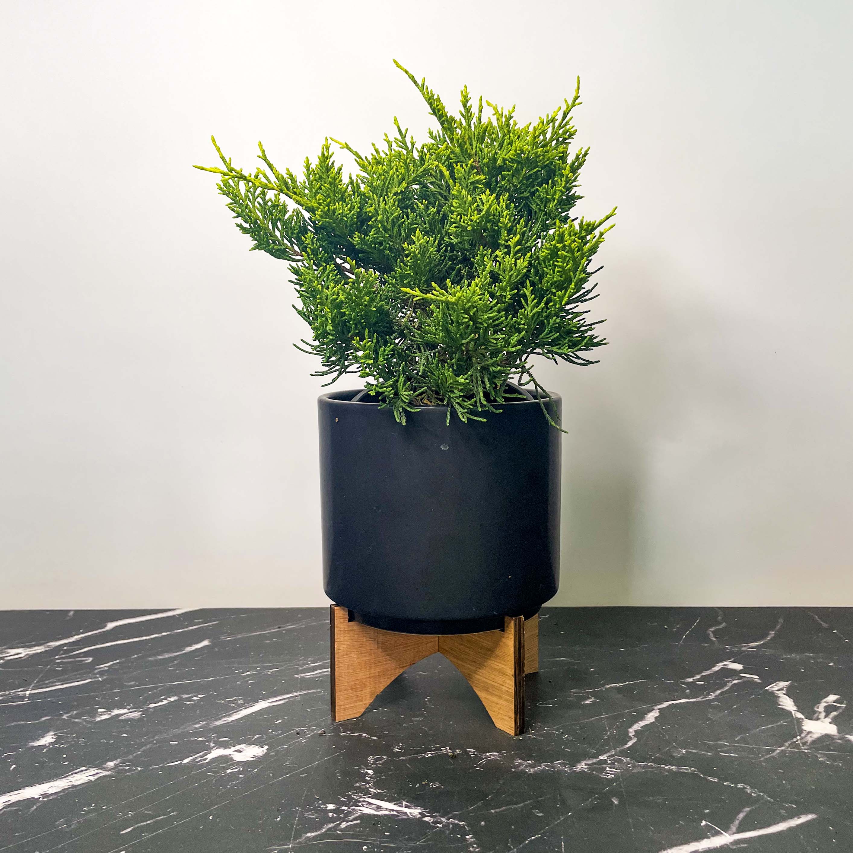 juniper house plant Golden Joy Juniper, Landscape Plant, Bonsai Starter Plant – Magic Valley Gardens