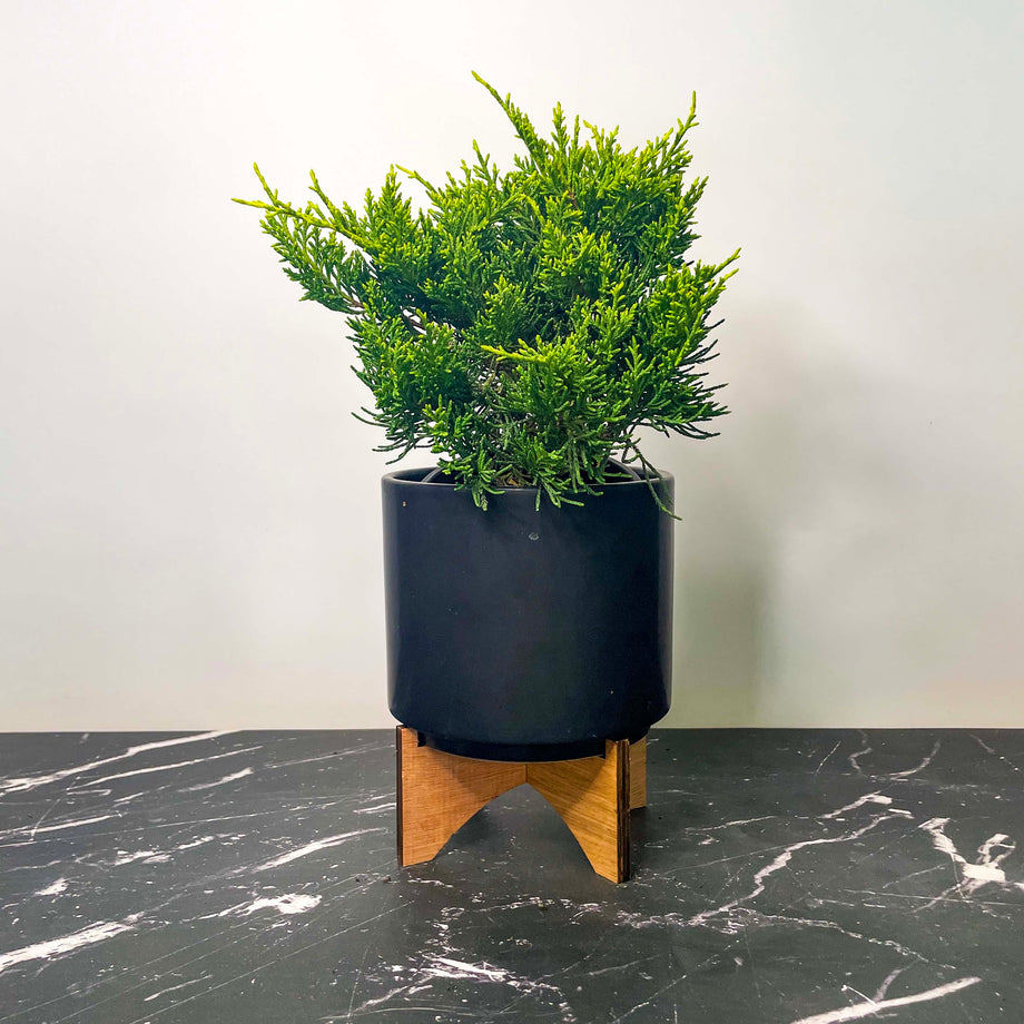 Golden Joy Juniper, Landscape Plant, Bonsai Starter Plant – Magic