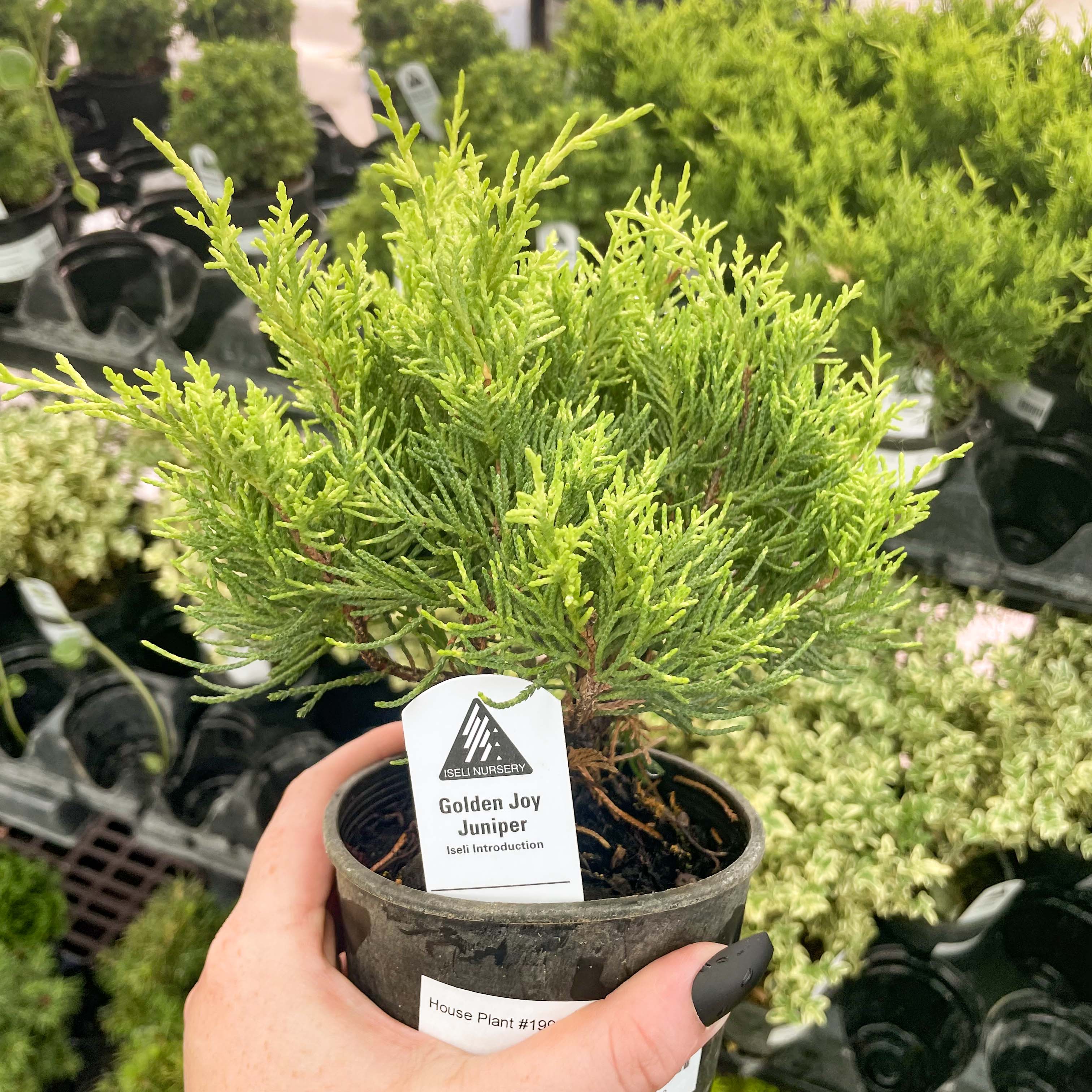 juniper house plant Golden Joy Juniper