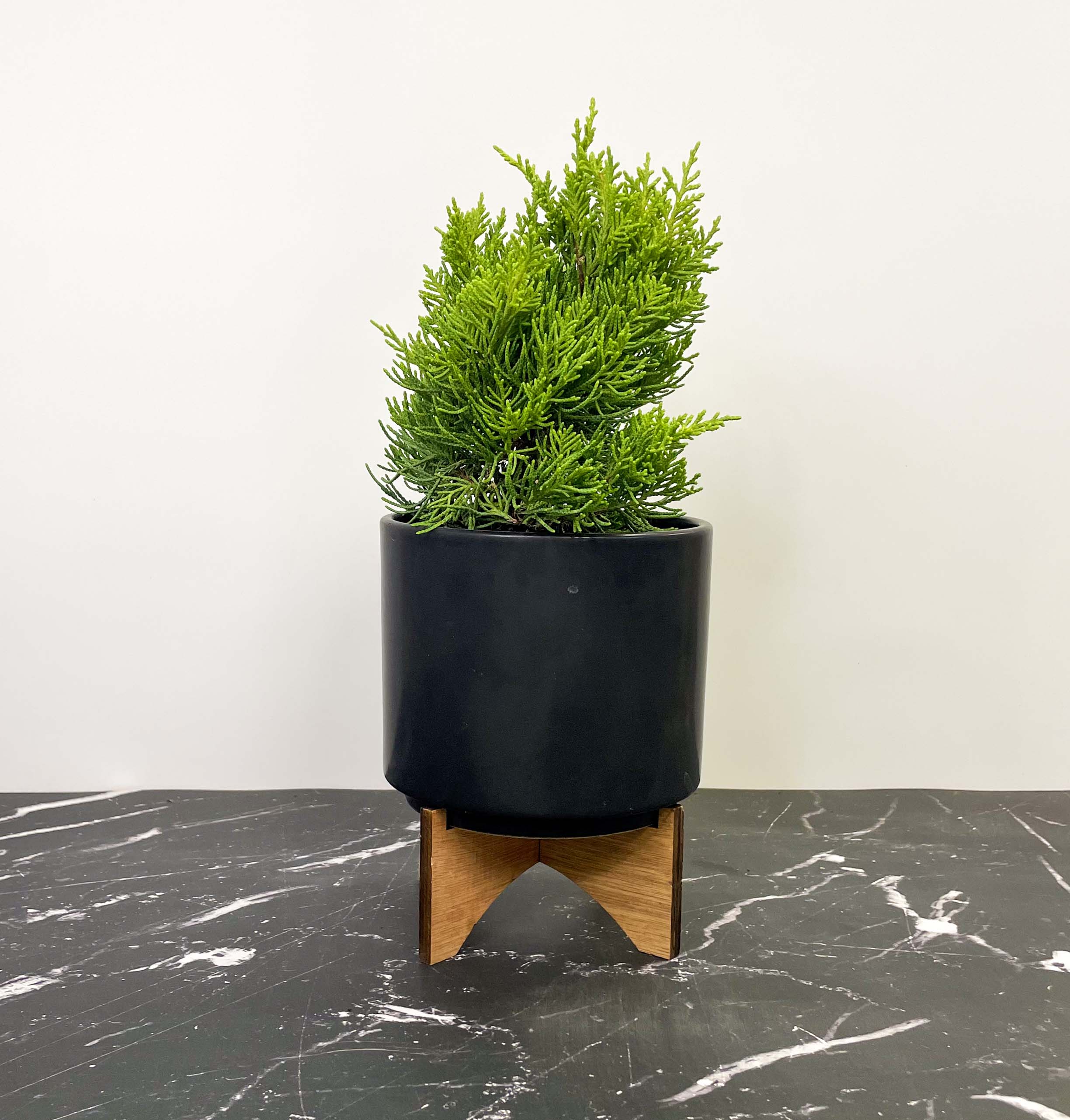9greenbox juniper tree bonsai best gift Golden Joy Juniper, Landscape Plant, Bonsai Starter Plant – Magic Valley Gardens