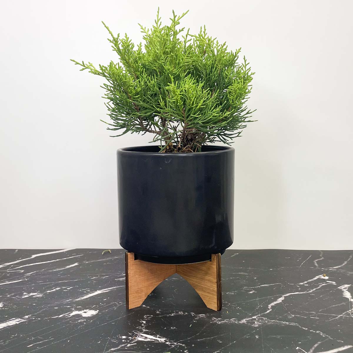 juniper plant indoor Golden Joy Juniper, Landscape Plant, Bonsai Starter Plant – Magic Valley Gardens