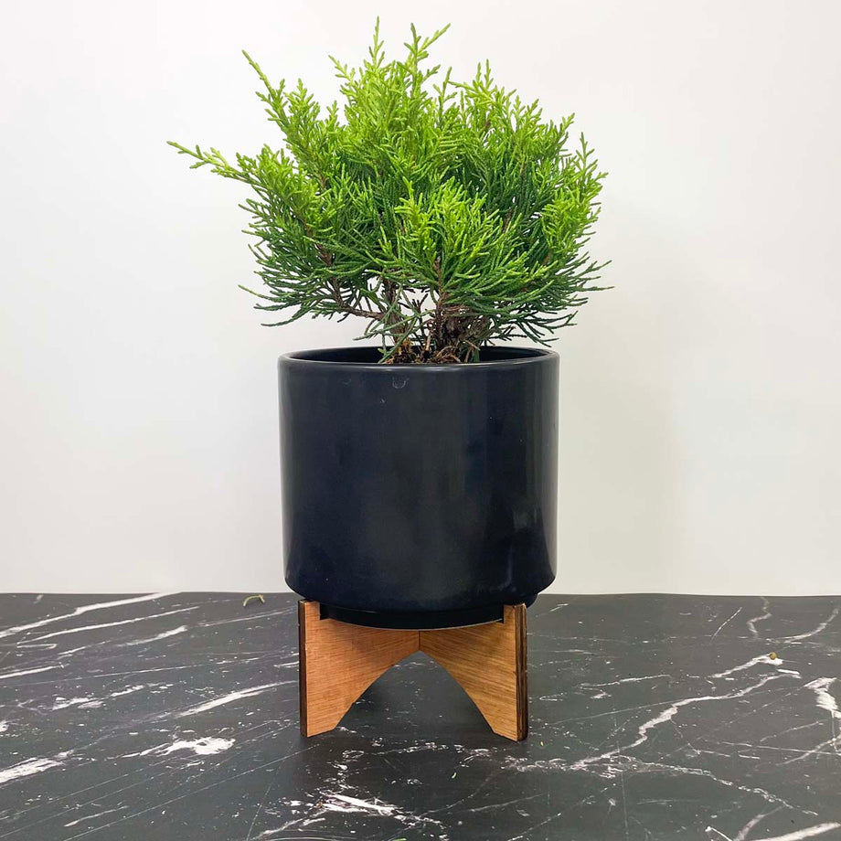juniper indoor plant Golden Joy Juniper, Landscape Plant, Bonsai Starter Plant – Magic Valley  Gardens
