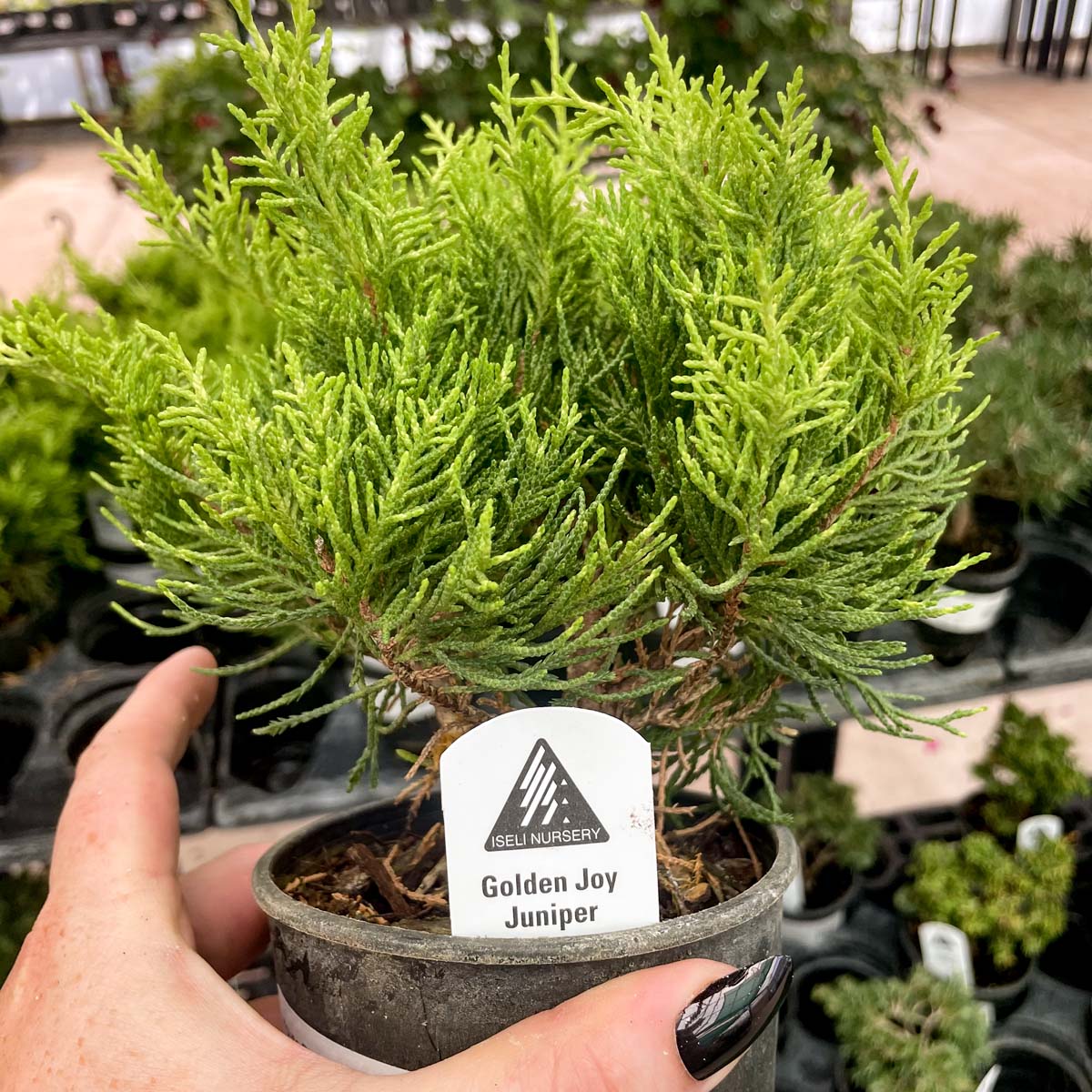 juniper house plant Golden Joy Juniper, Landscape Plant, Bonsai Starter Plant – Magic Valley Gardens
