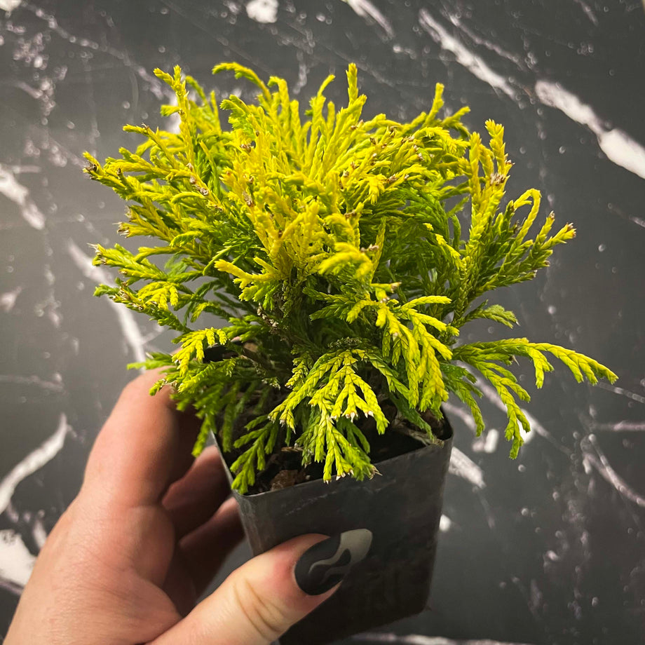 Golden Mop Threadbranch Cypress - Live Bonsai Starter, 4” Grower's