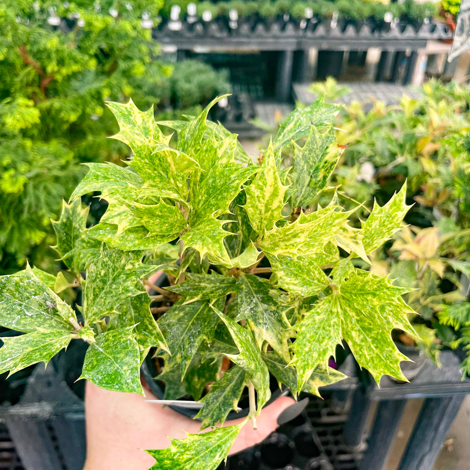Goshiki Japanese False Holly