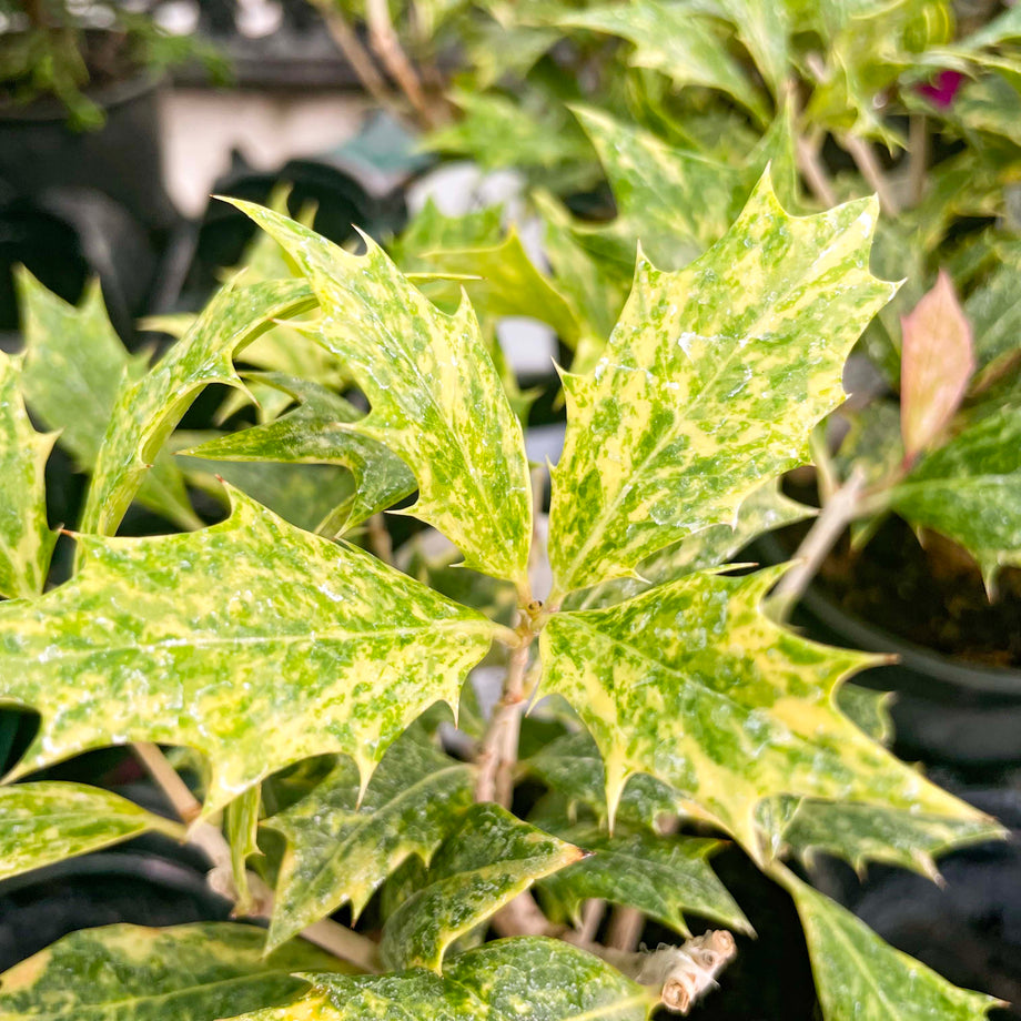 Goshiki Japanese False Holly - Live Bonsai Starter, 4 Grower's Pot  Magic  Valley Gardens