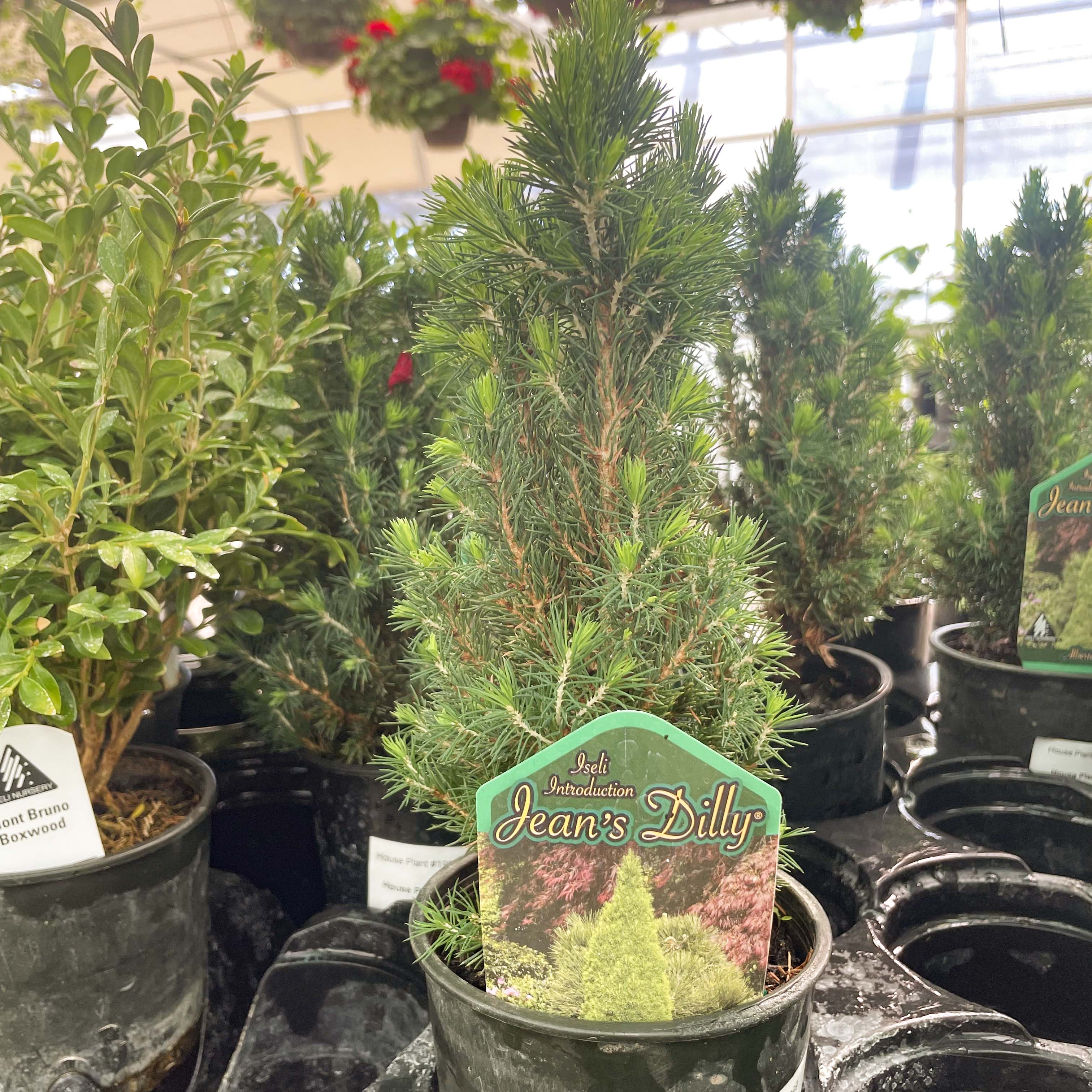 bonsai tree calgary for sale Jean's Dilly Alberta Spruce
