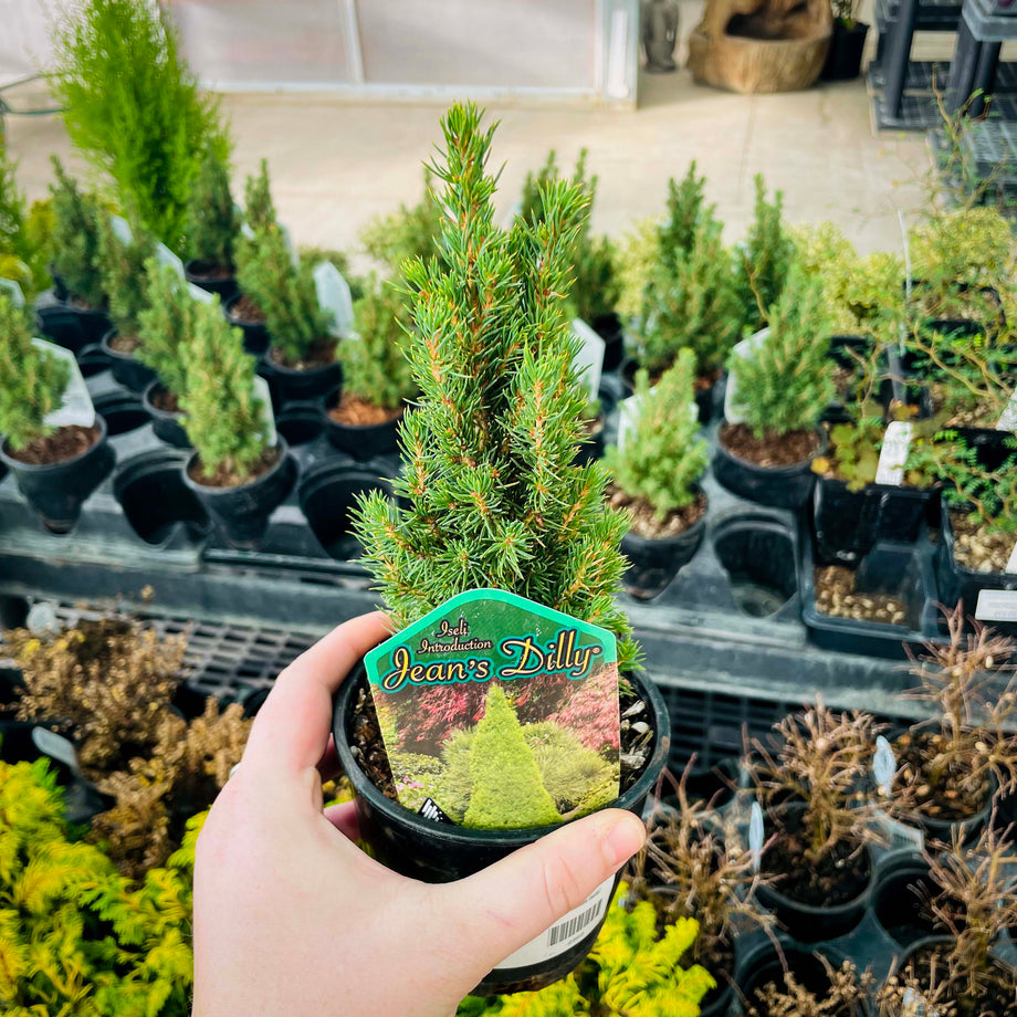 Jean's Dilly Alberta Spruce