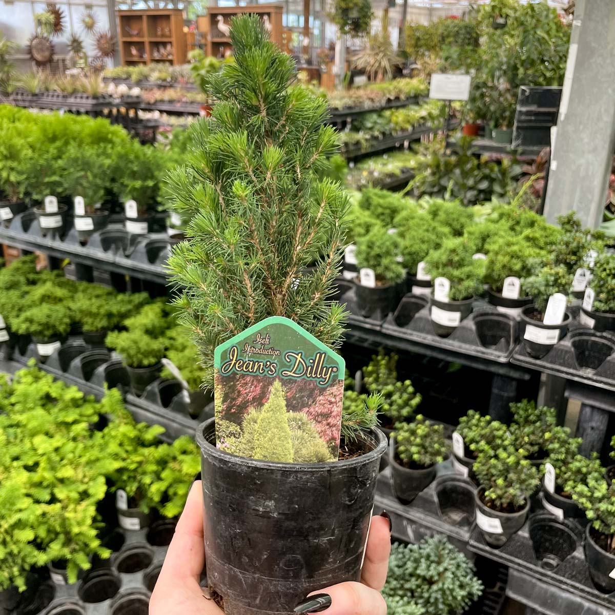 bonsai tree calgary for sale Jean's Dilly Alberta Spruce