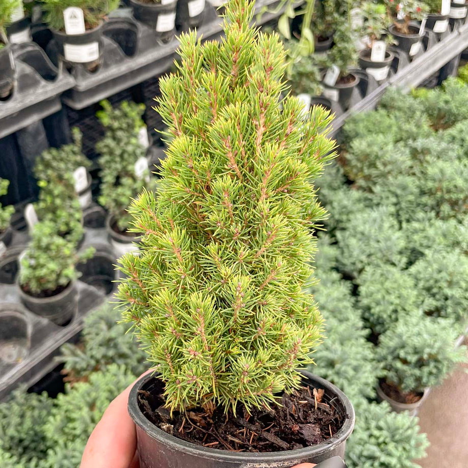 Jean's Dilly Alberta Spruce