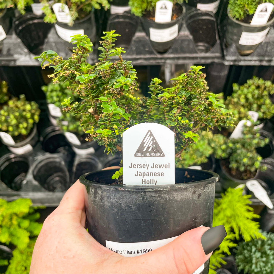 japanese holly bonsai tree Jersey Jewel Japanese Holly