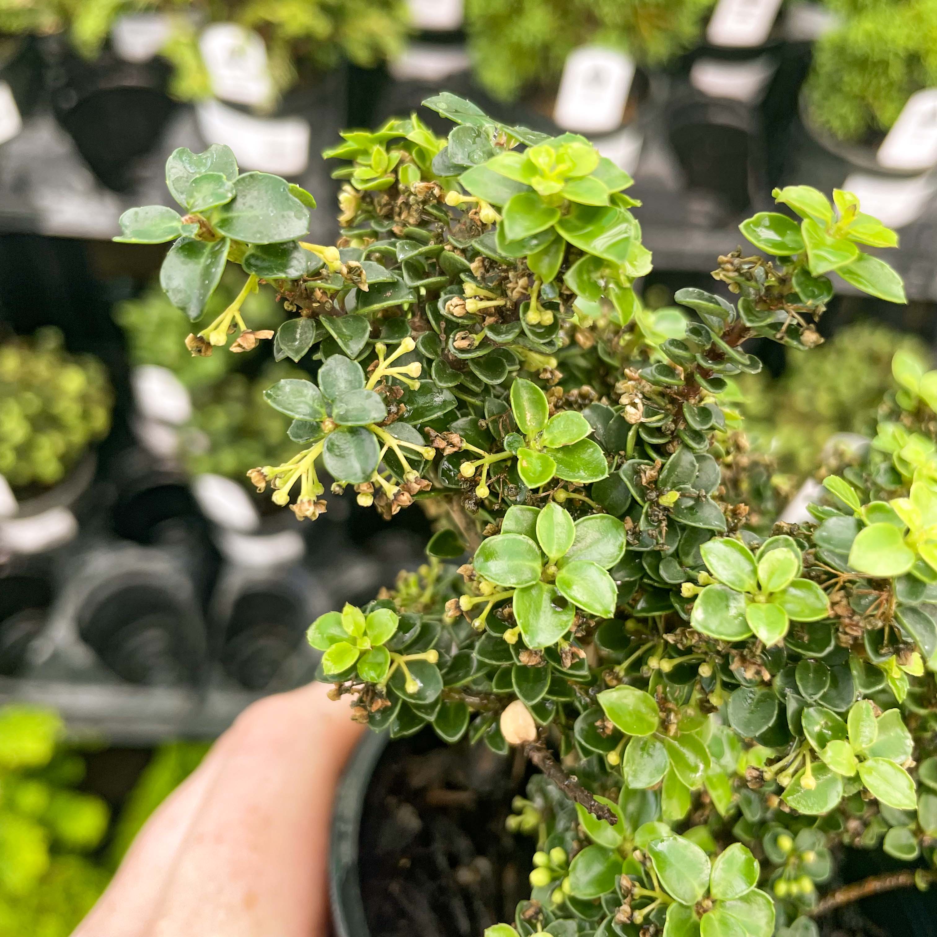 holly tree bonsai Jersey Jewel Japanese Holly