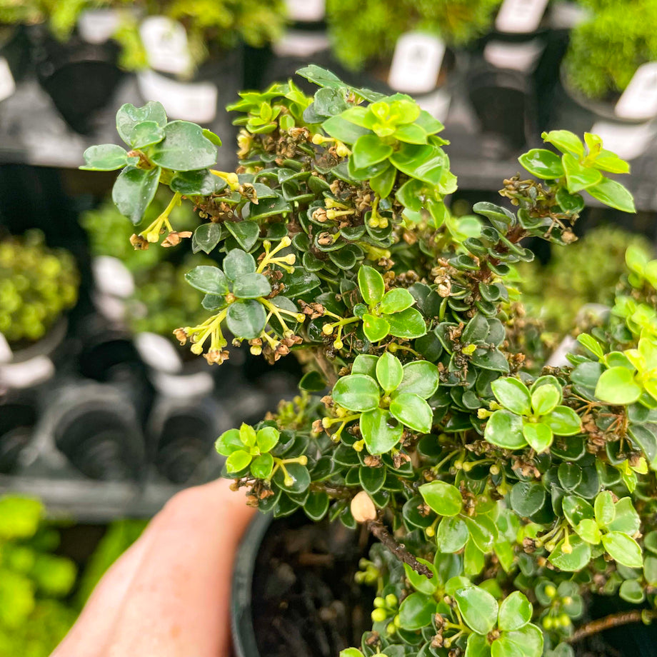 japanese holly tree bonsai Jersey Jewel Japanese Holly