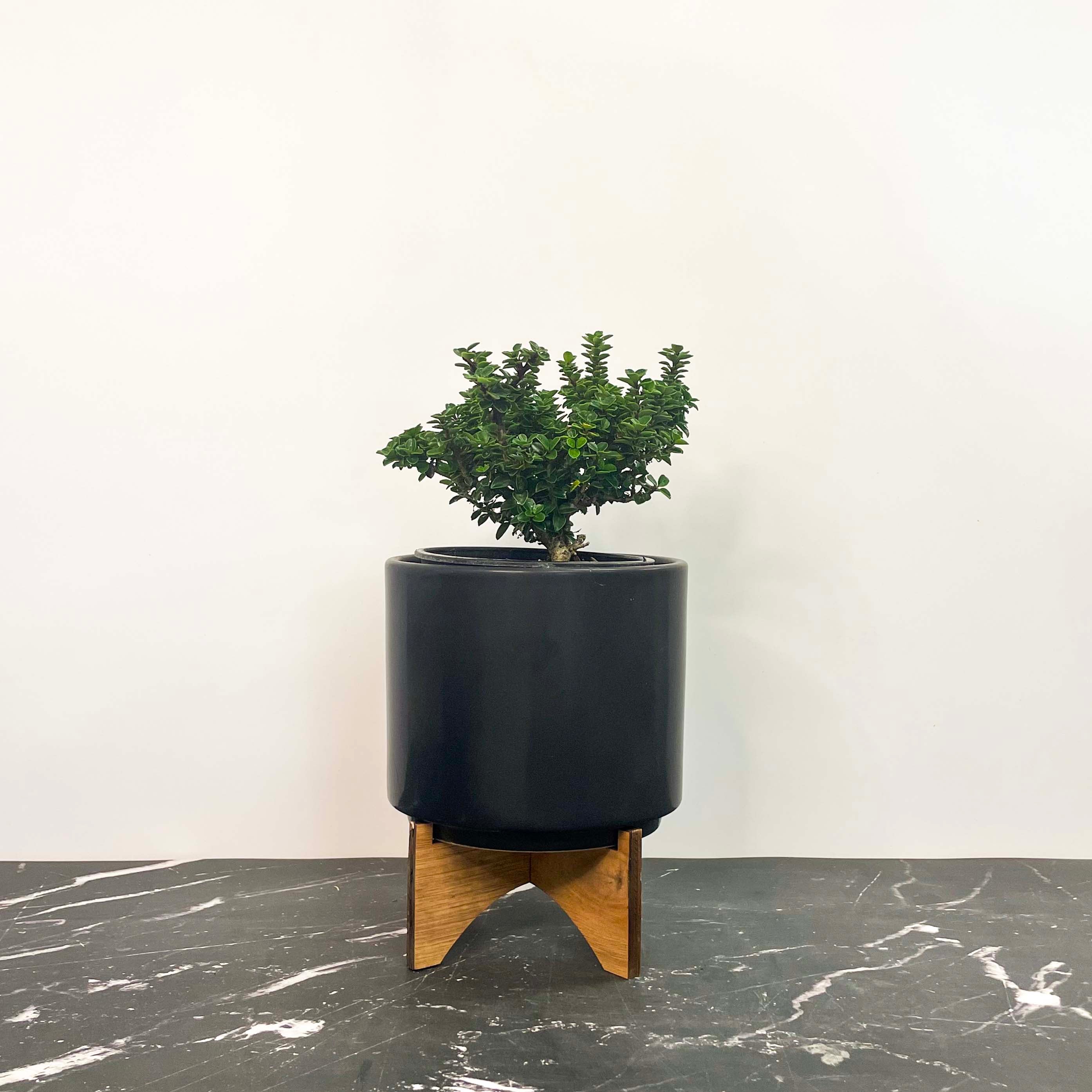 holly jolly succulent Jersey Jewel Japanese Holly