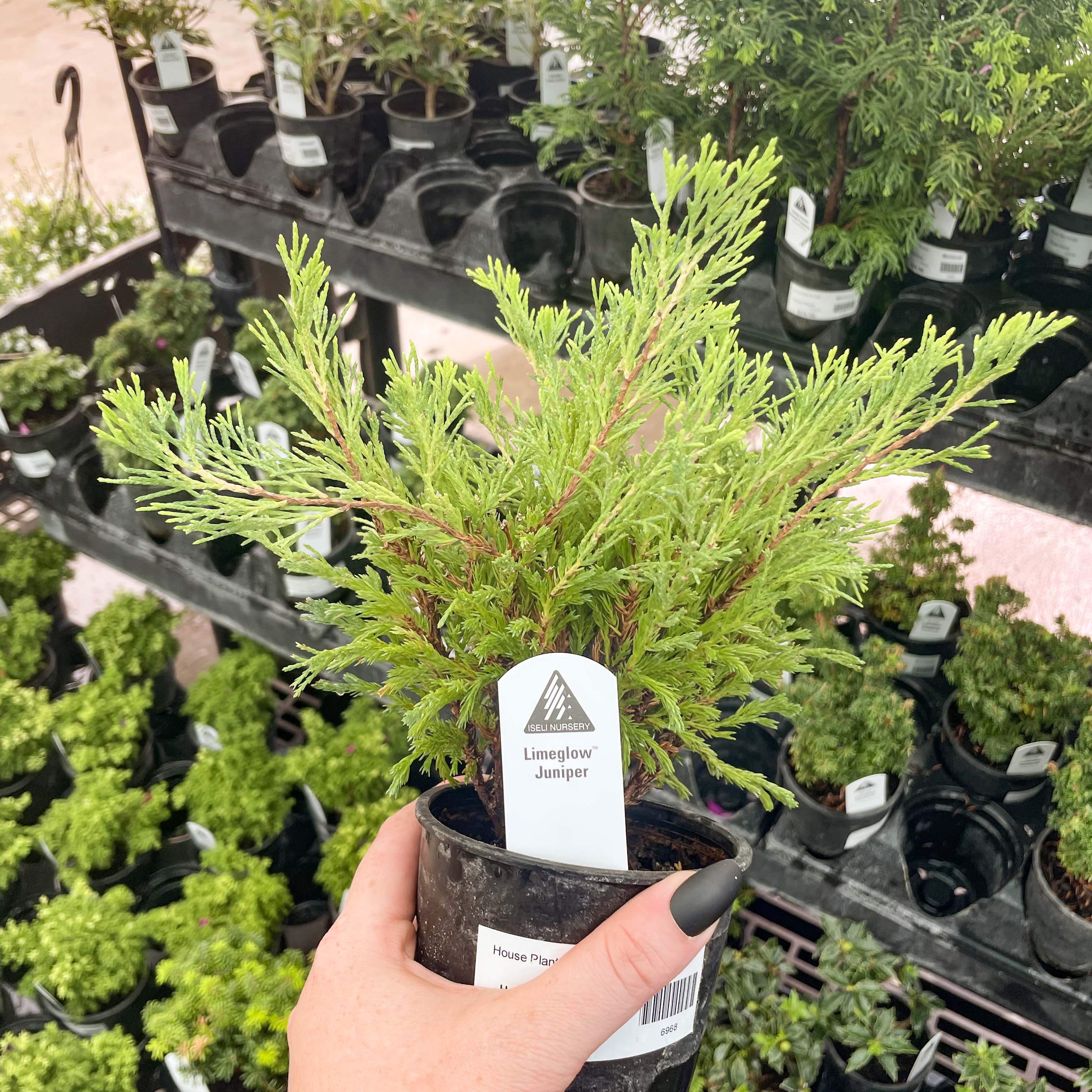 juniper house plant Limeglow Juniper