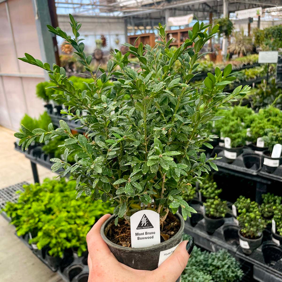 Bonsai.MontBrunoBoxwood06_460x