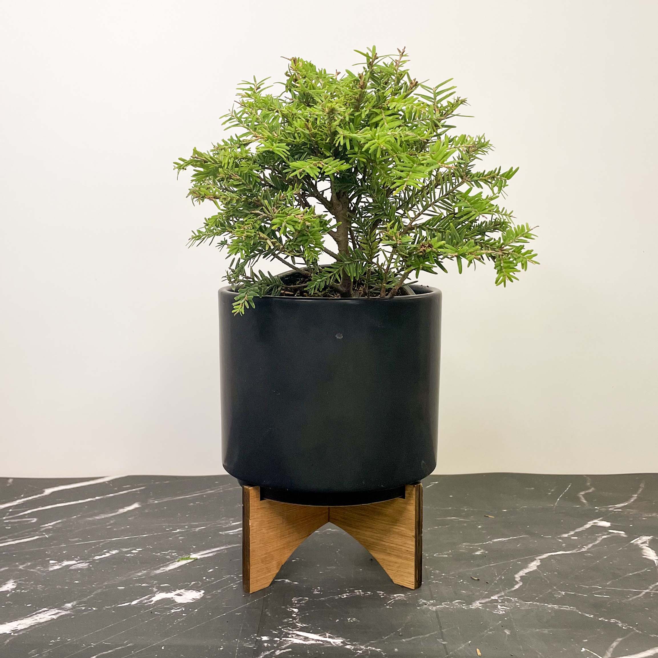 hemlock tree bonsai Moon Frost Canadian Hemlock