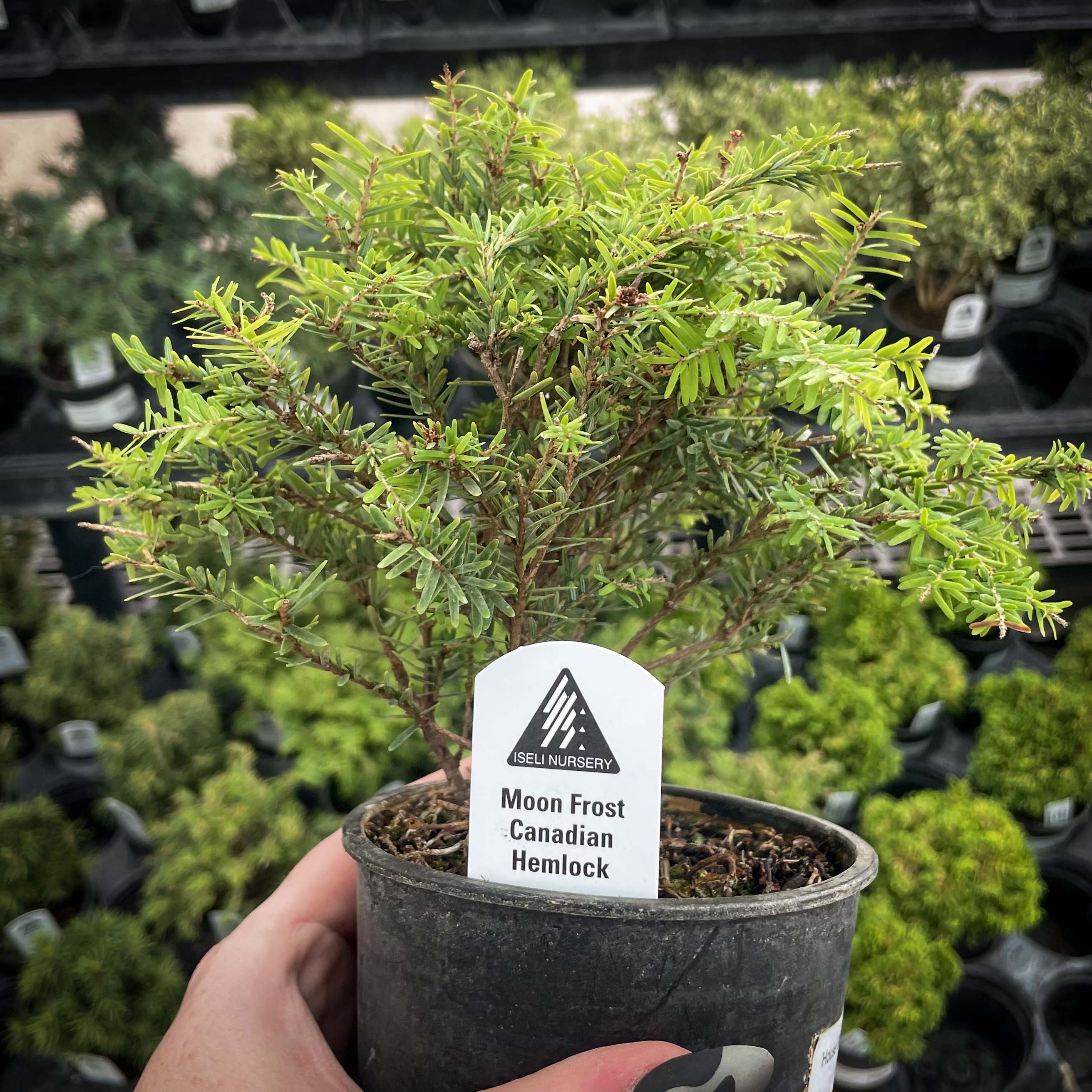 hemlock bonsai tree Moon Frost Canadian Hemlock