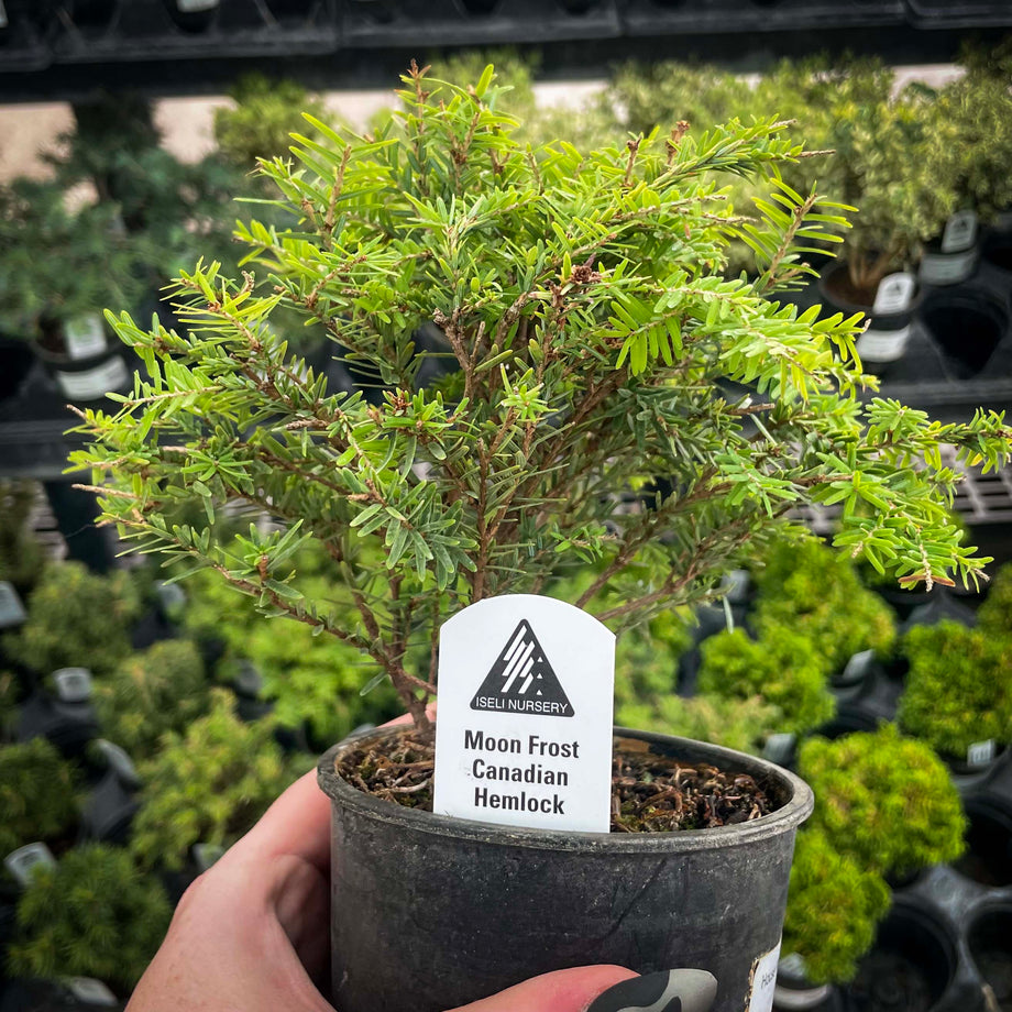 Moon Frost Canadian Hemlock