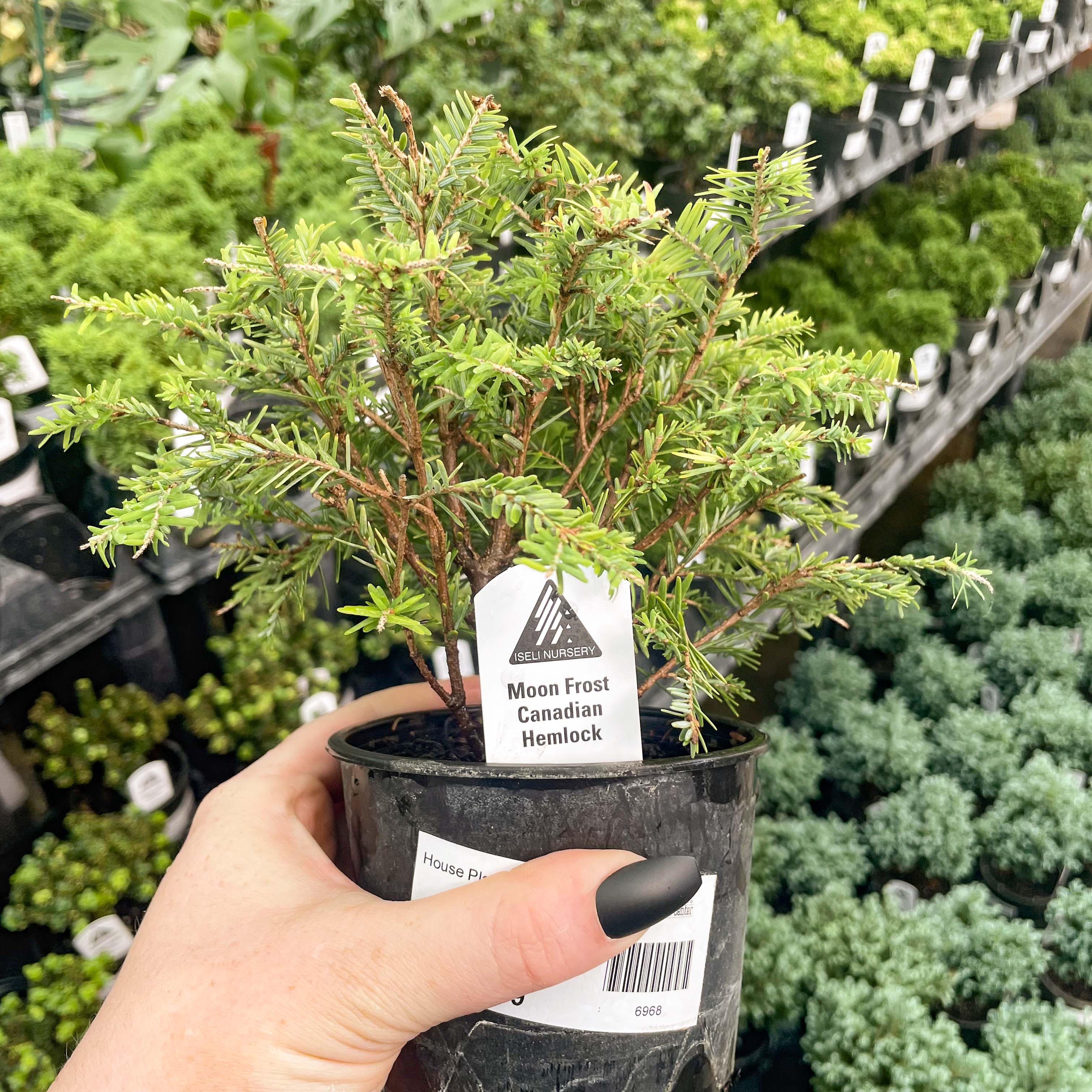 hemlock bonsai tree Moon Frost Canadian Hemlock