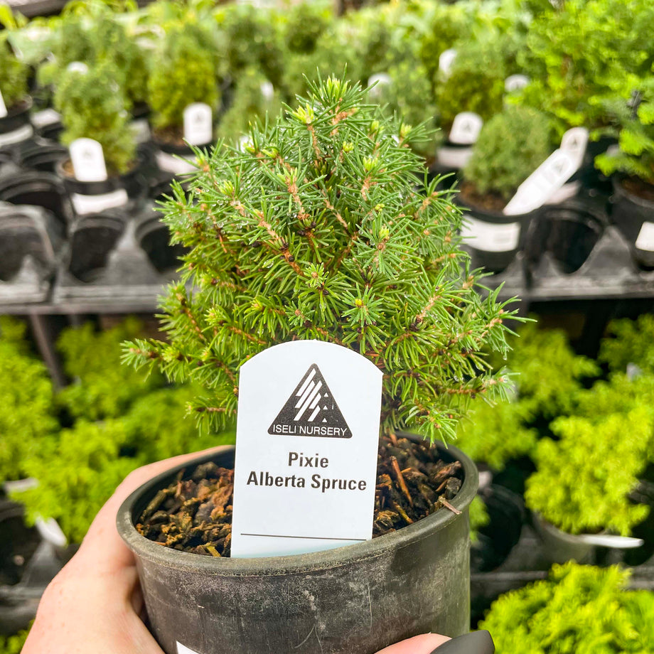 picea glauca conica bonsai Pixie Alberta Spruce