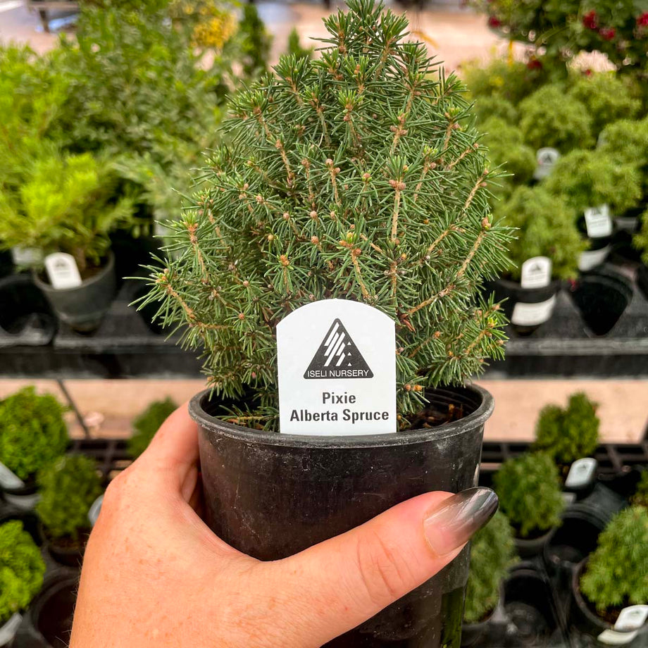 Pixie Alberta Spruce