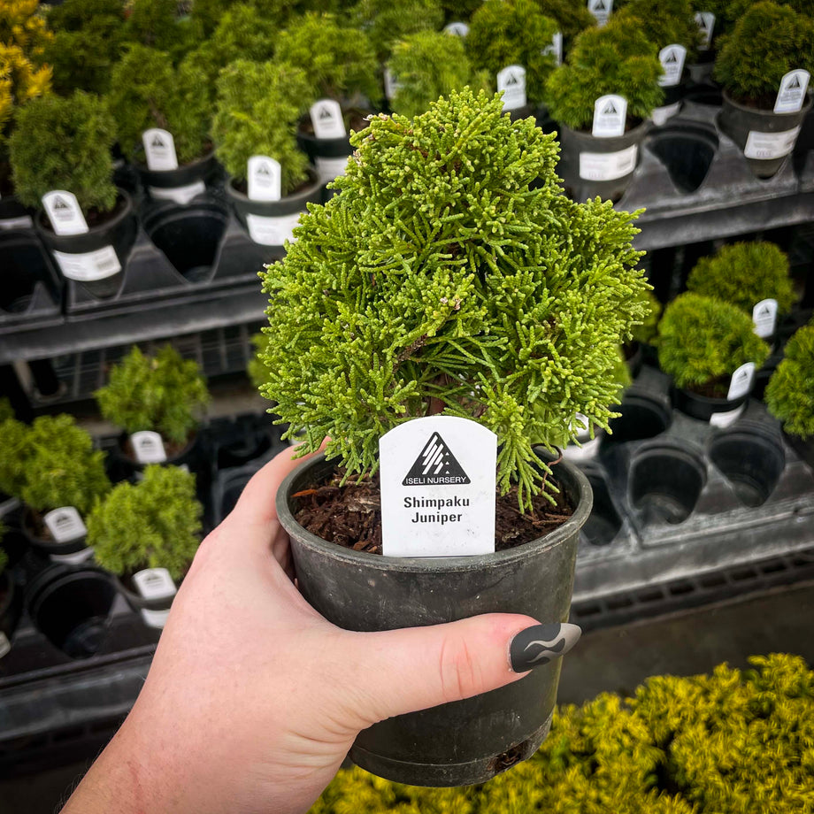 Shimpaku Juniper – Magic Valley Gardens