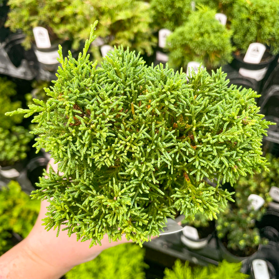 Bonsai.