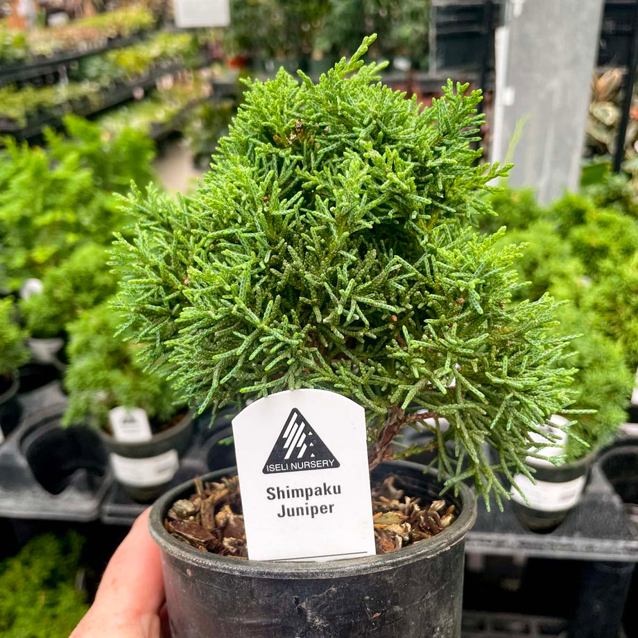 Shimpaku Juniper – Magic Valley Gardens