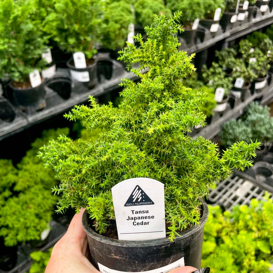 Tansu Japanese Cedar – Magic Valley Gardens
