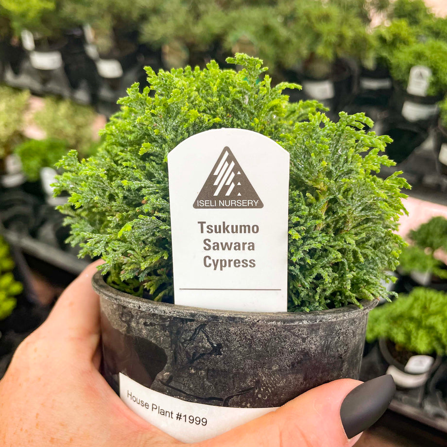 Tsukumo Sawara Cypress – Magic Valley Gardens
