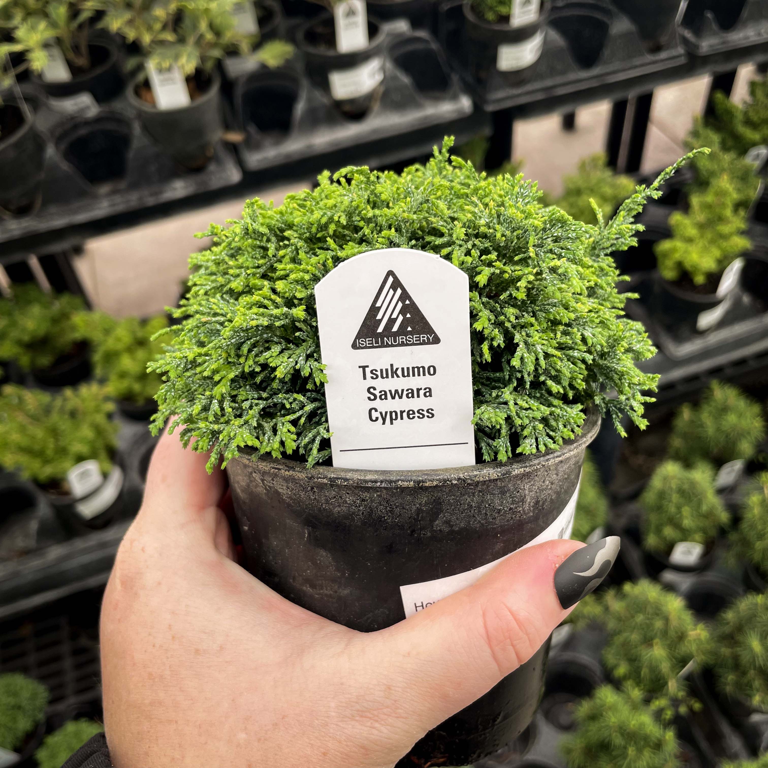 bonsai tree at home depot Tsukumo Sawara Cypress – Magic Valley Gardens