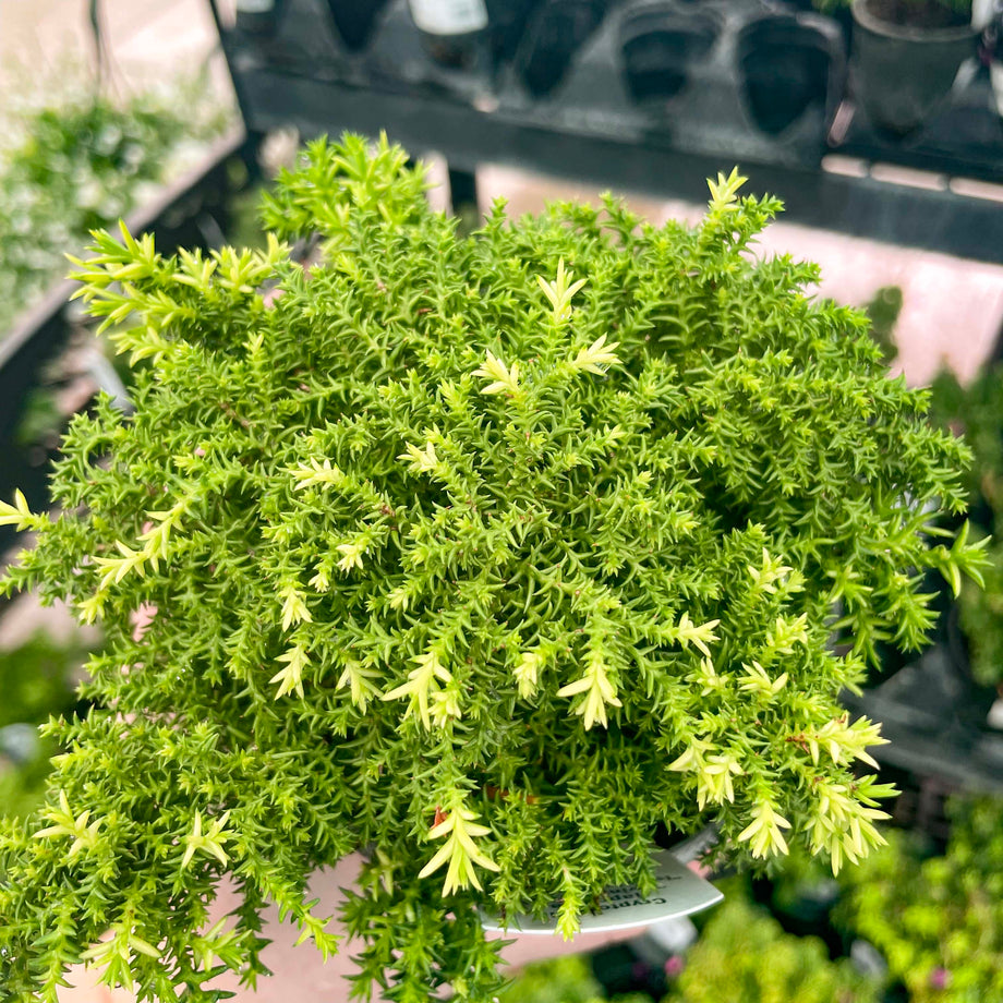 Bonsai.