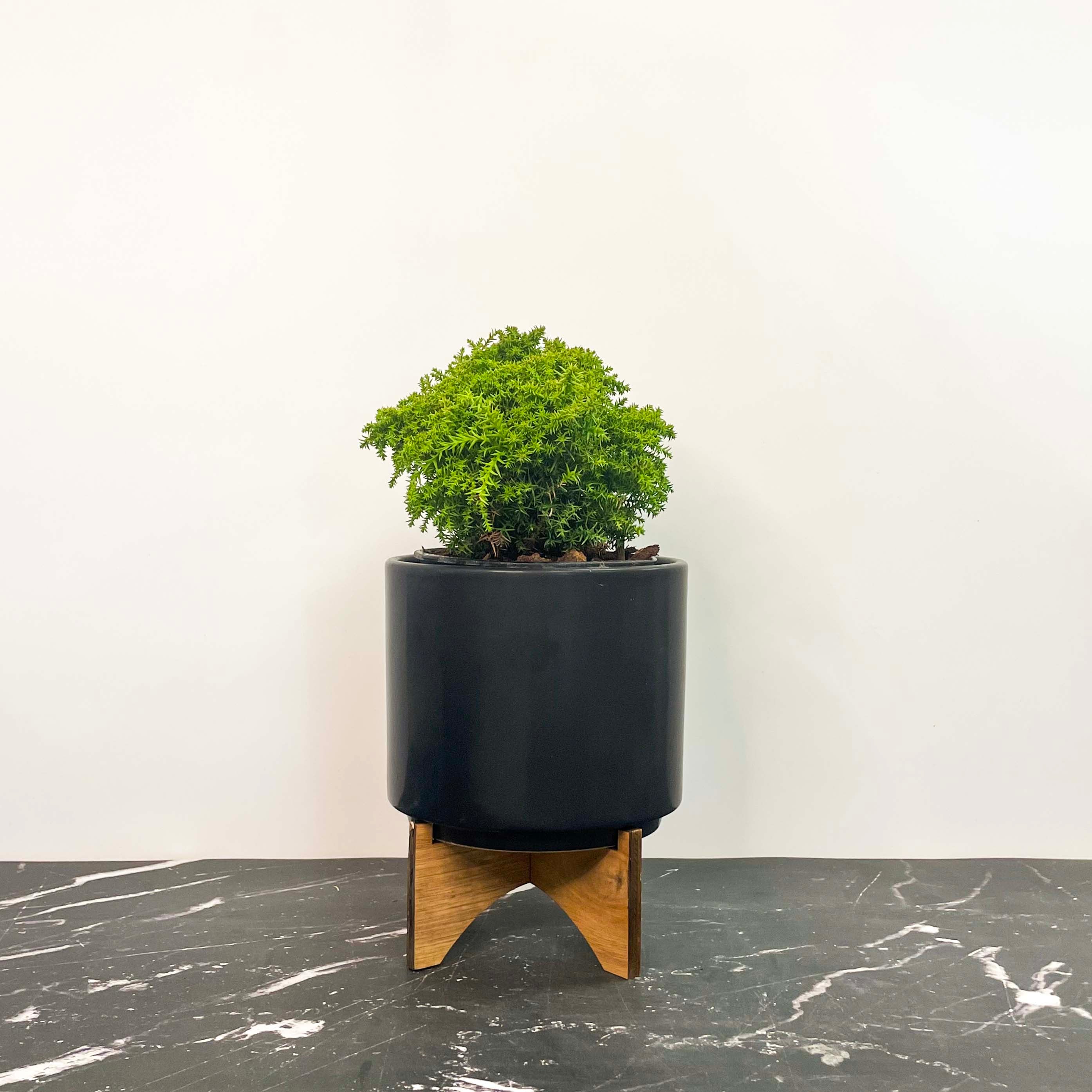 japanese indoor plant pots Birodo Japanese Cedar