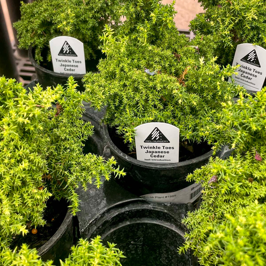 Birodo Japanese Cedar - Live Bonsai Starter, 4” Grower's Pot