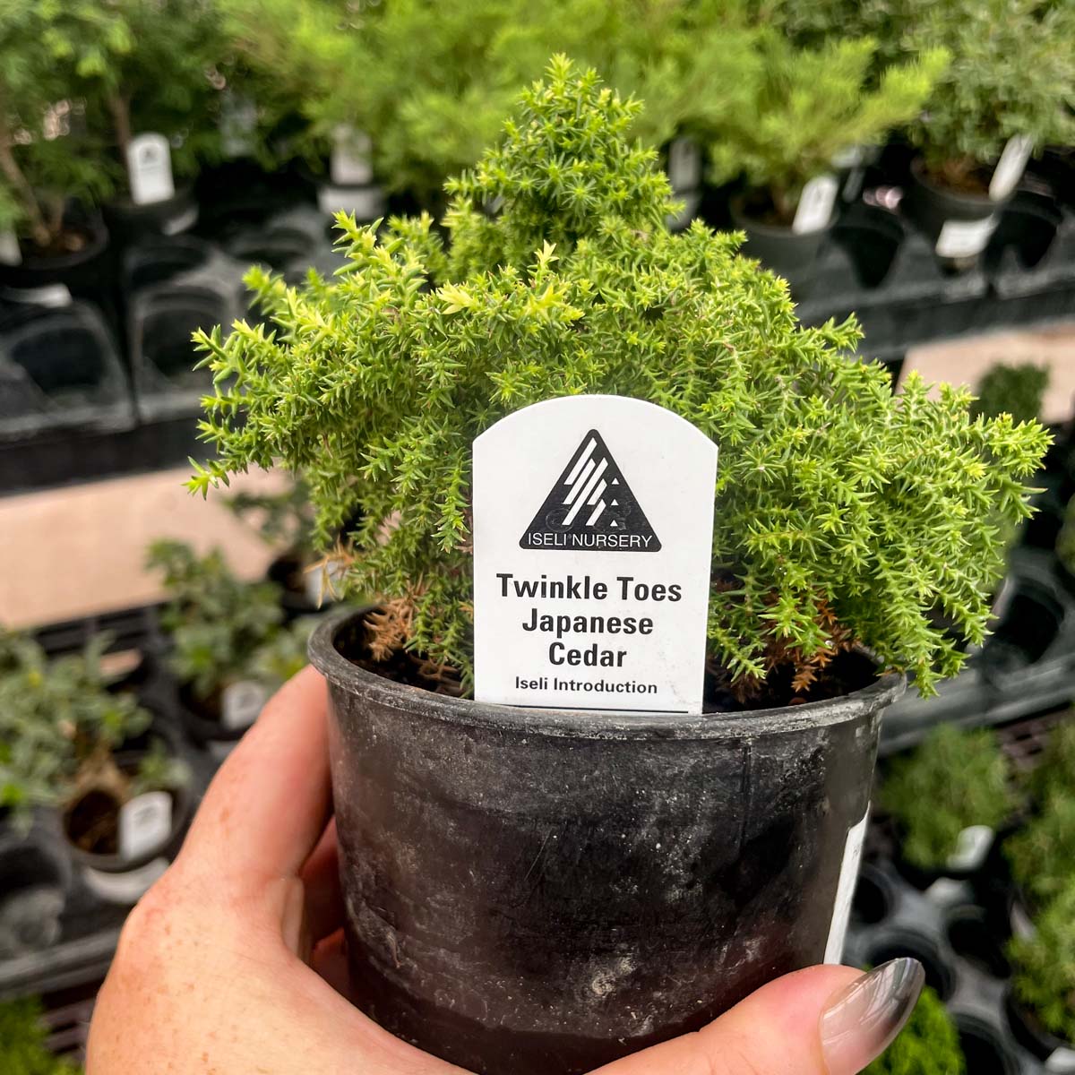 cryptomeria bonsai tree Birodo Japanese Cedar
