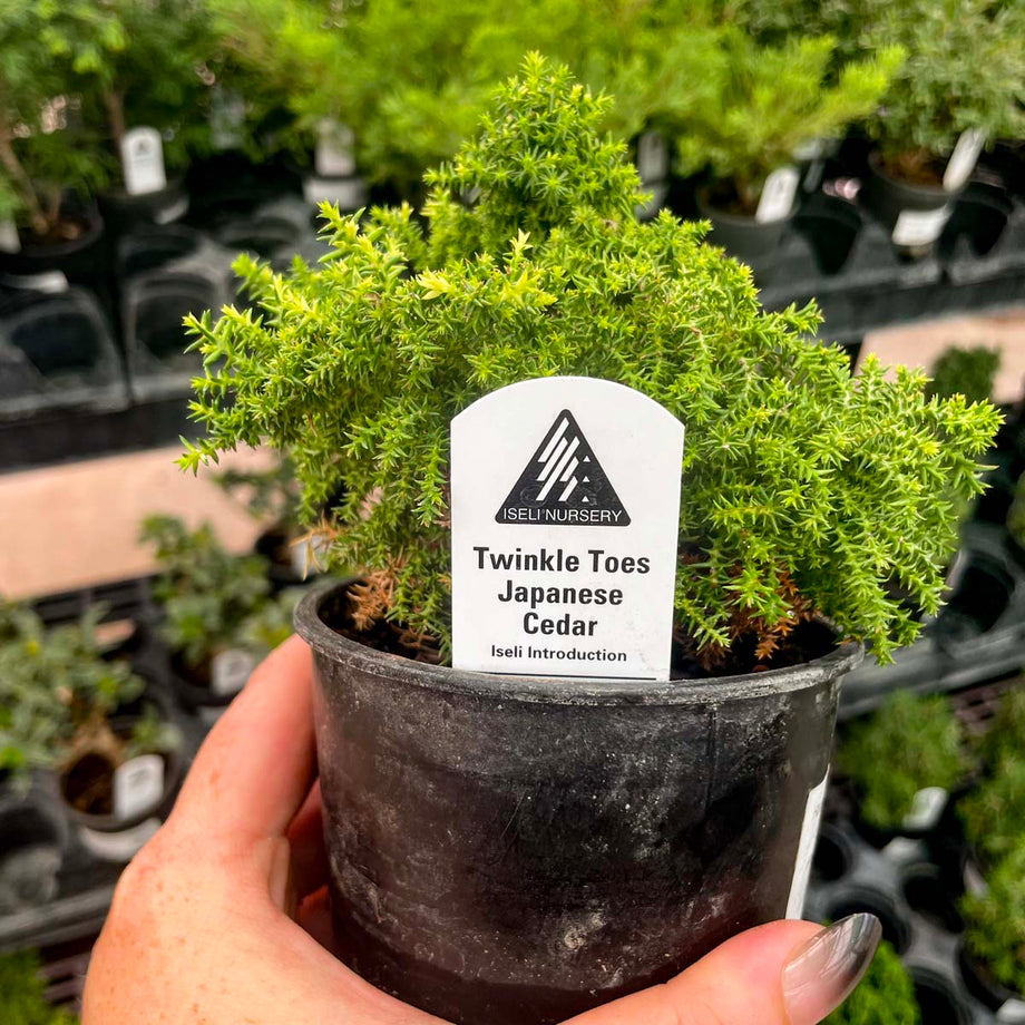 Birodo Japanese Cedar - Live Bonsai Starter, 4” Grower's Pot