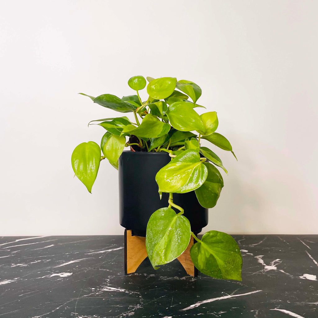 philodendron hederaceum benefits Philodendron hederaceum 'Brasil' – Magic Valley Gardens