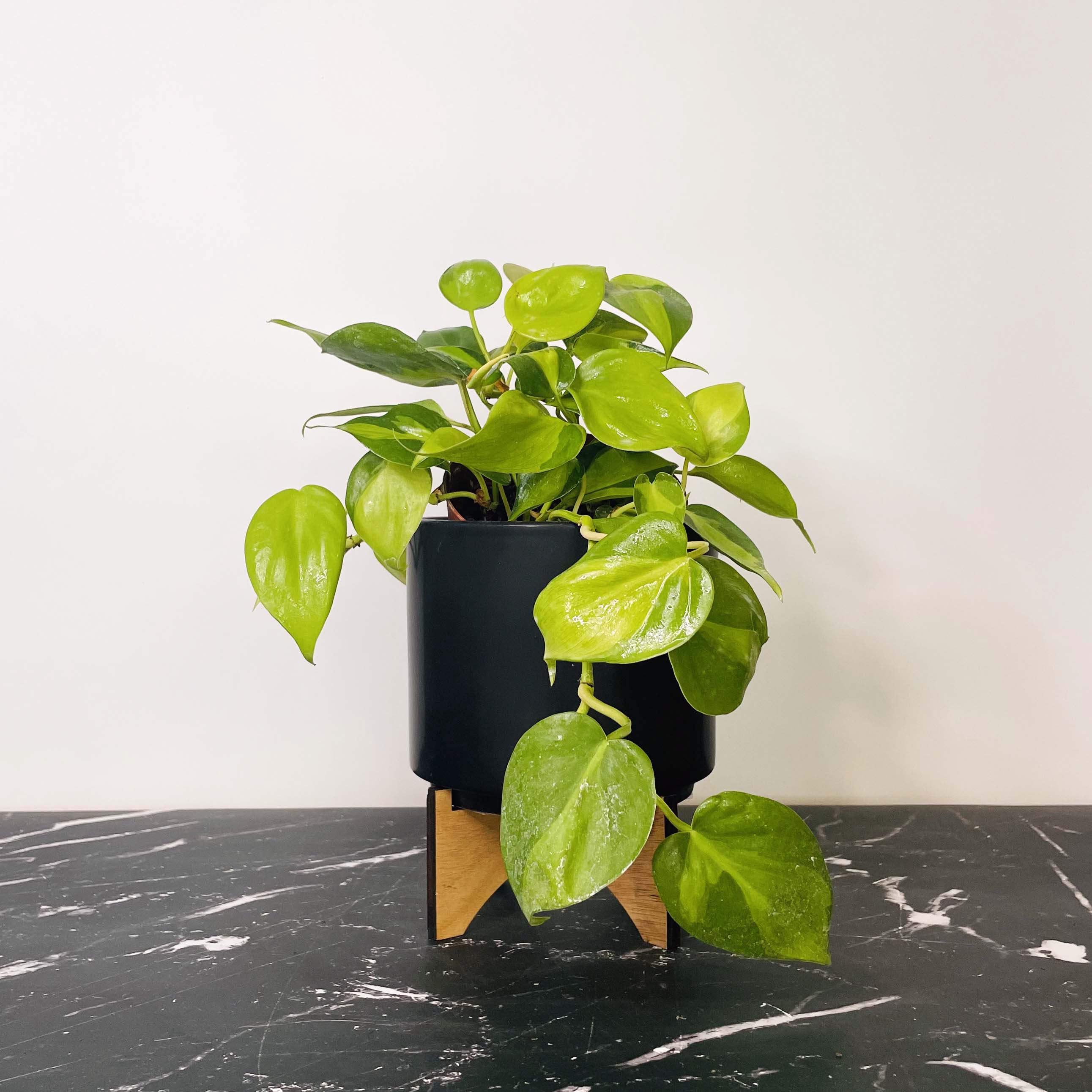 brasil philodendron plant Philodendron hederaceum 'Brasil'