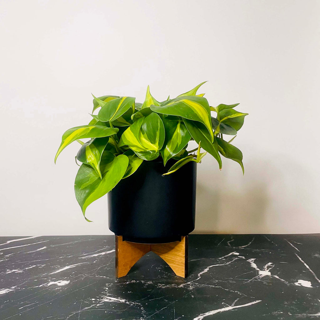 philodendron hederaceum benefits Philodendron hederaceum 'Brasil' – Magic Valley Gardens